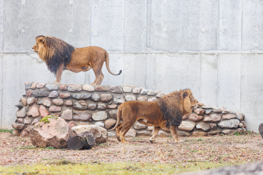 Autors: kaunas.kasvyksta.lt/R.Tenio