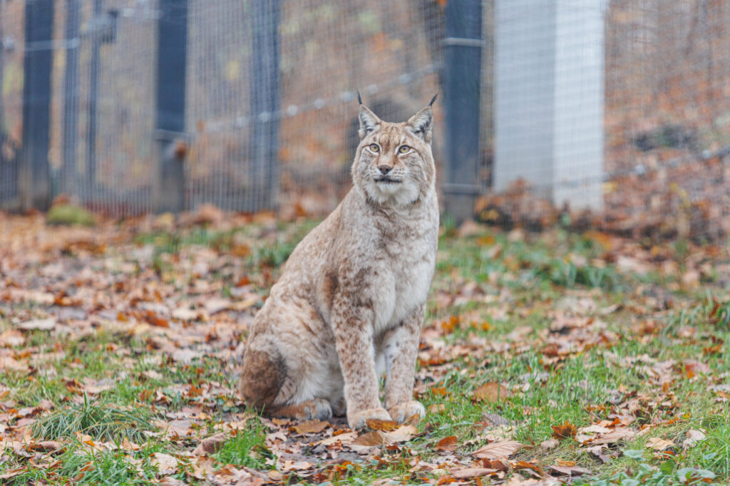 Autors: kaunas.kasvyksta.lt/R.Tenio