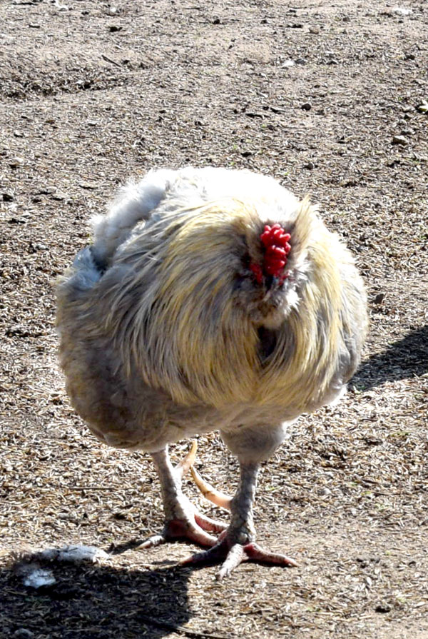 Septiņgadīgais Zupas gailis vārdu ieguvis jaunības nedarbu dēļ.
Autors: Foto – Māris Krūmiņš