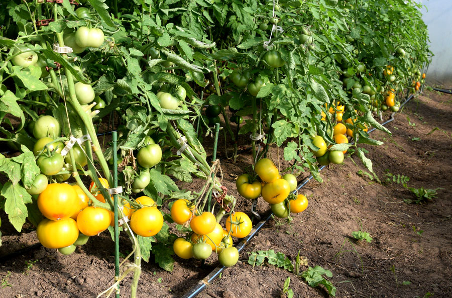 Siltumnīcā gozējas vairāk nekā astoņi desmiti šķirņu tomātu, iepriekš bijis pāri par 100.
Autors: Foto – Māris Krūmiņš