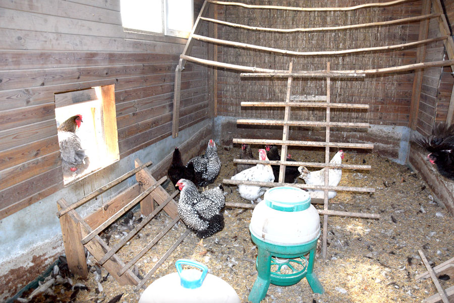 12 šķirņu vistu saime sarūpē vienu no pieprasītajām «Mazbungu» precēm – dažādu krāsu olas.
Autors: Foto – Māris Krūmiņš