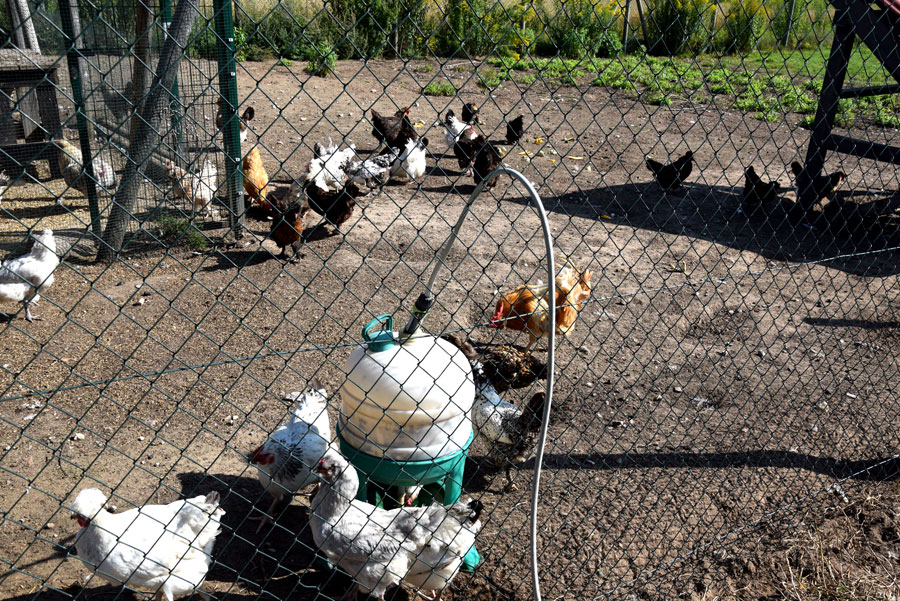 12 šķirņu vistu saime sarūpē vienu no pieprasītajām «Mazbungu» precēm – dažādu krāsu olas.
Autors: Foto – Māris Krūmiņš