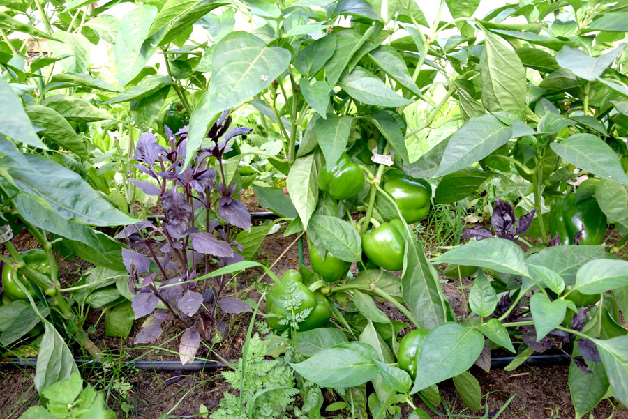 Siltumnīcās vieta atvēlēta arī paprikai un bazilikam.
Autors: Foto – Māris Krūmiņš