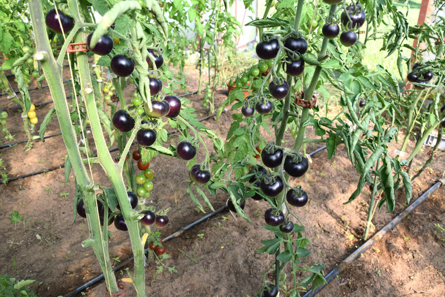 Siltumnīcā gozējas vairāk nekā astoņi desmiti šķirņu tomātu, iepriekš bijis pāri par 100.
Autors: Foto – Māris Krūmiņš