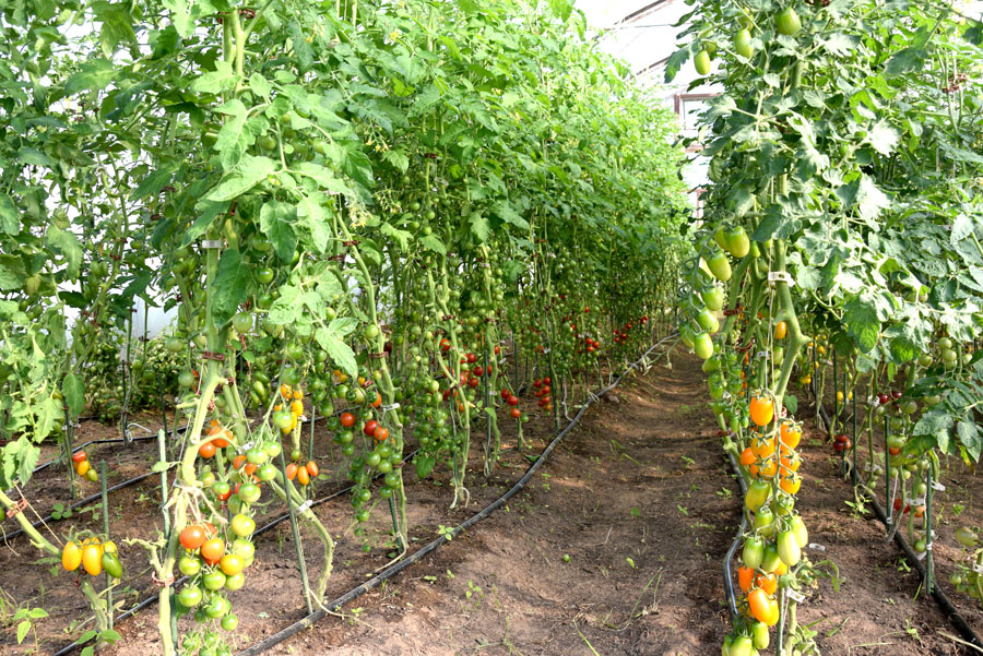 Ķirštomāti ražo daudz, dod tik tiem vaļu augt.
Autors: Foto – Māris Krūmiņš