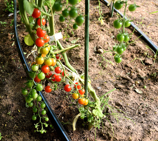 Ķirštomāti ražo daudz, dod tik tiem vaļu augt.
Autors: Foto – Māris Krūmiņš