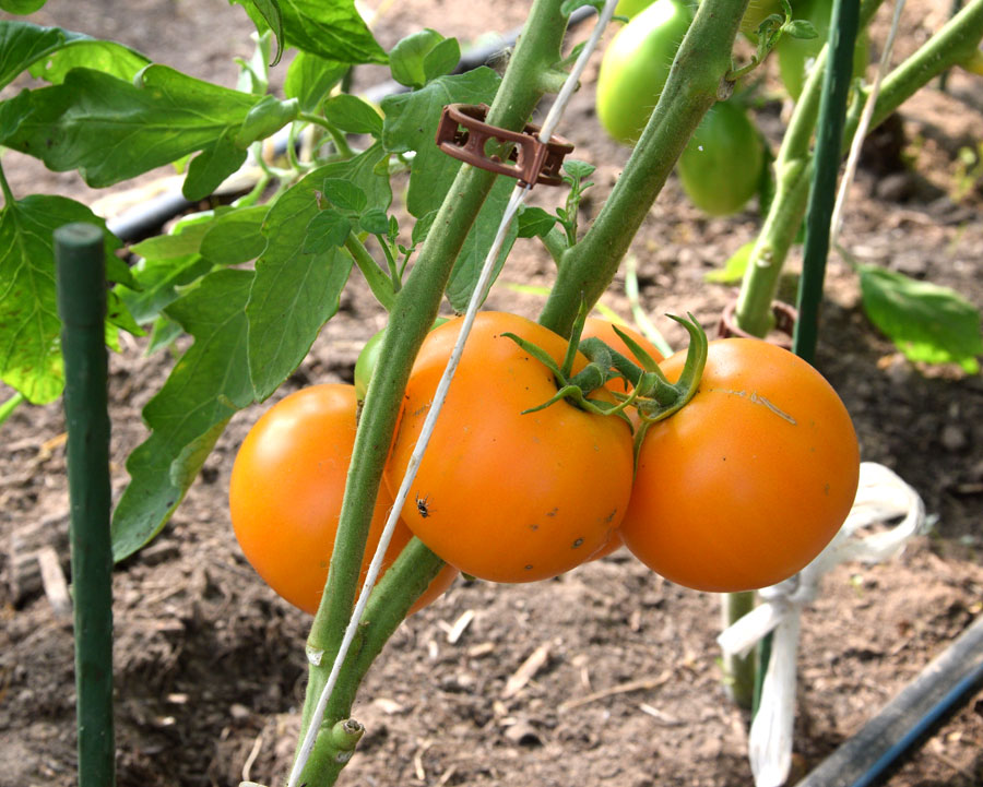 Agrie dzeltenie tomāti gatavi doties uz Rīgu pie pircējiem.
Autors: Foto – Māris Krūmiņš