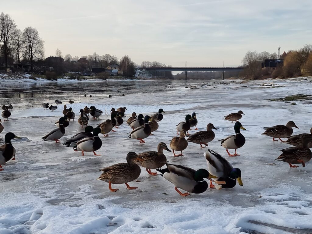 Aluksniesiem.lv raksta attēla aizvietotājs
