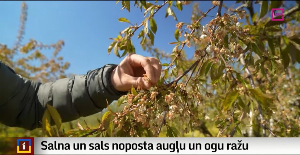 Aluksniesiem.lv raksta attēla aizvietotājs