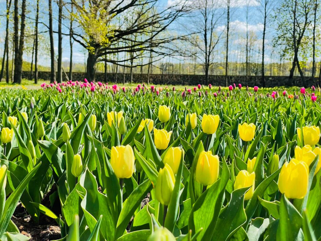 Autors: Publicitātes foto