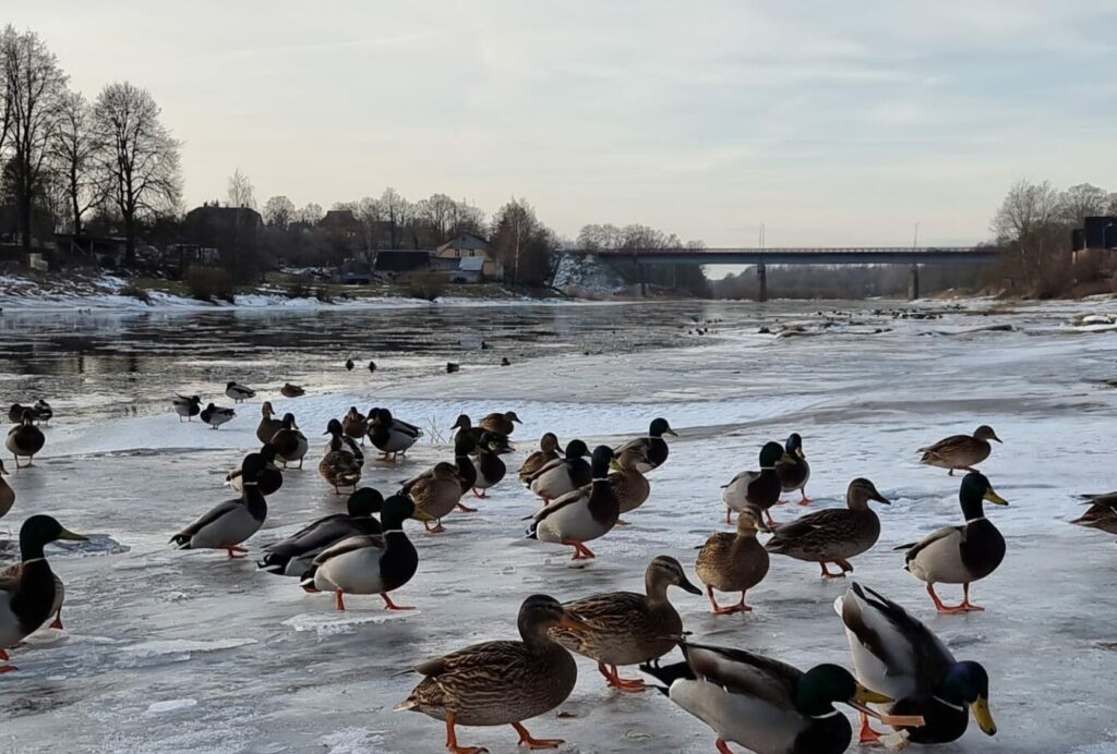 Aluksniesiem.lv raksta attēla aizvietotājs