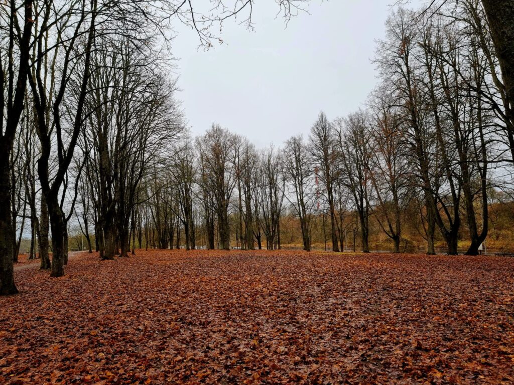 Autors: www.bauskasdzive.lv