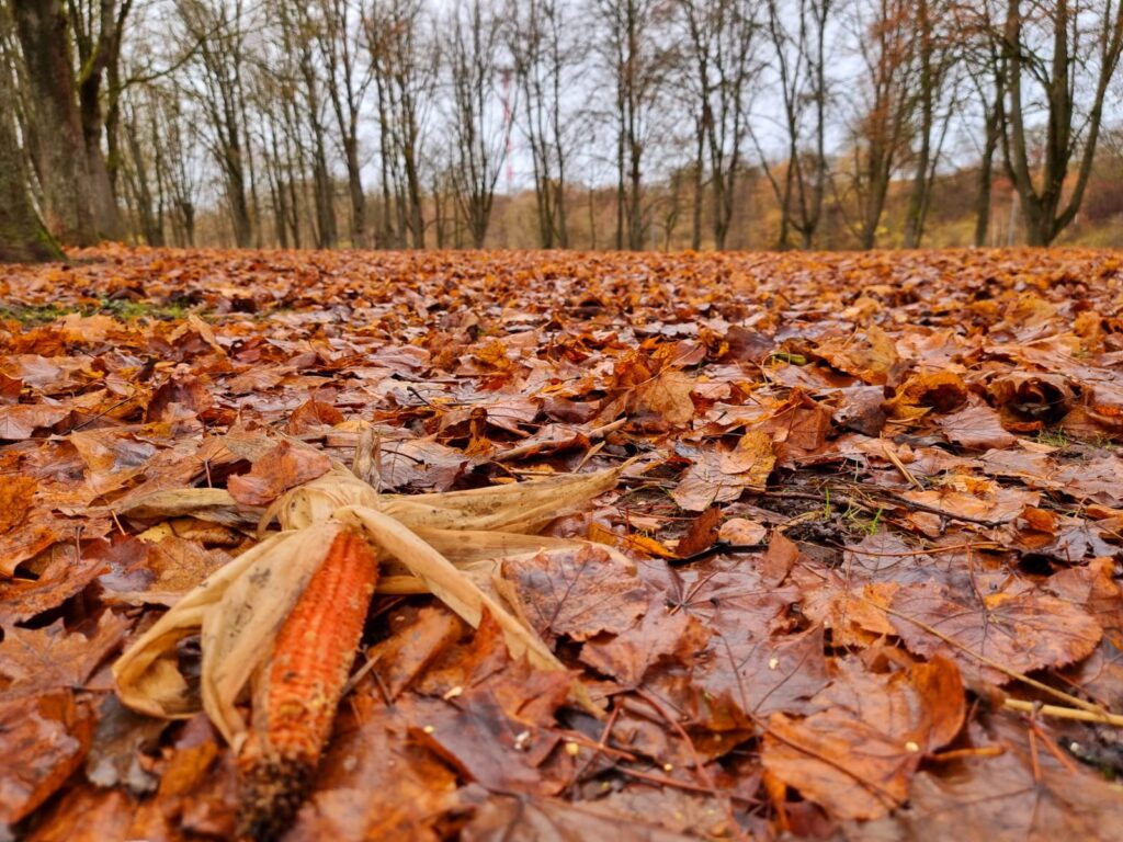 Autors: www.bauskasdzive.lv