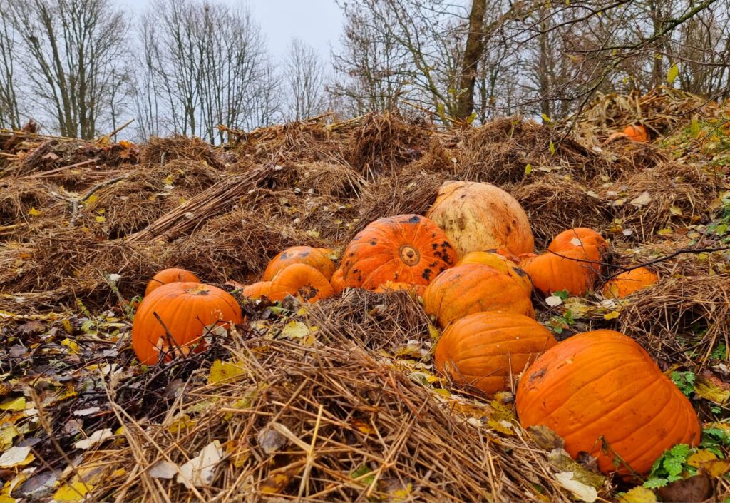 Autors: www.bauskasdzive.lv