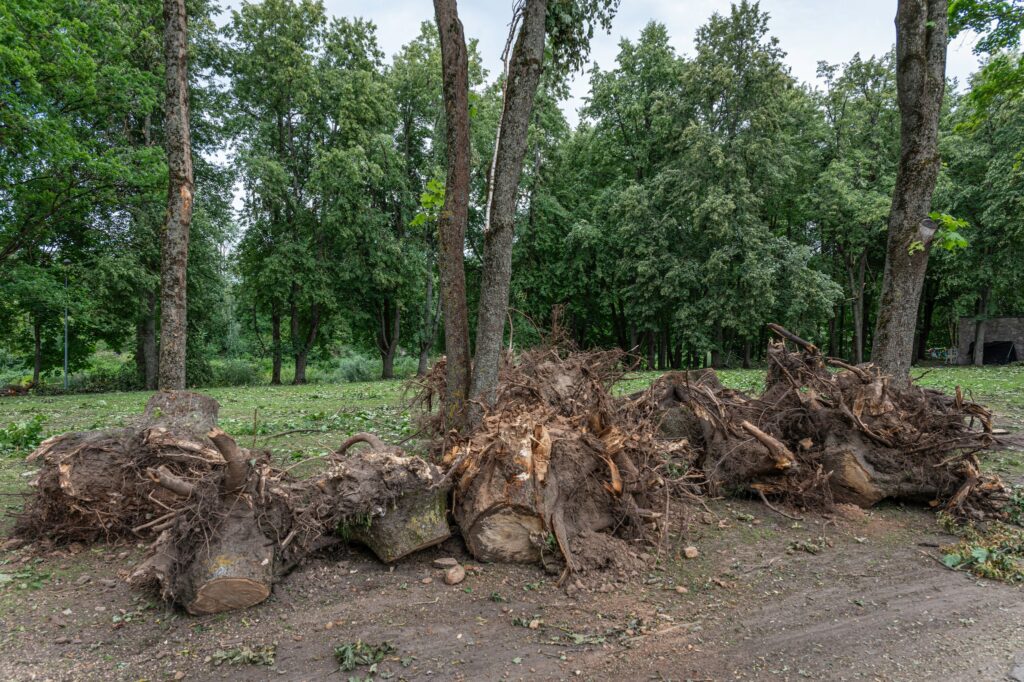 Autors: Andris Dūmiņš