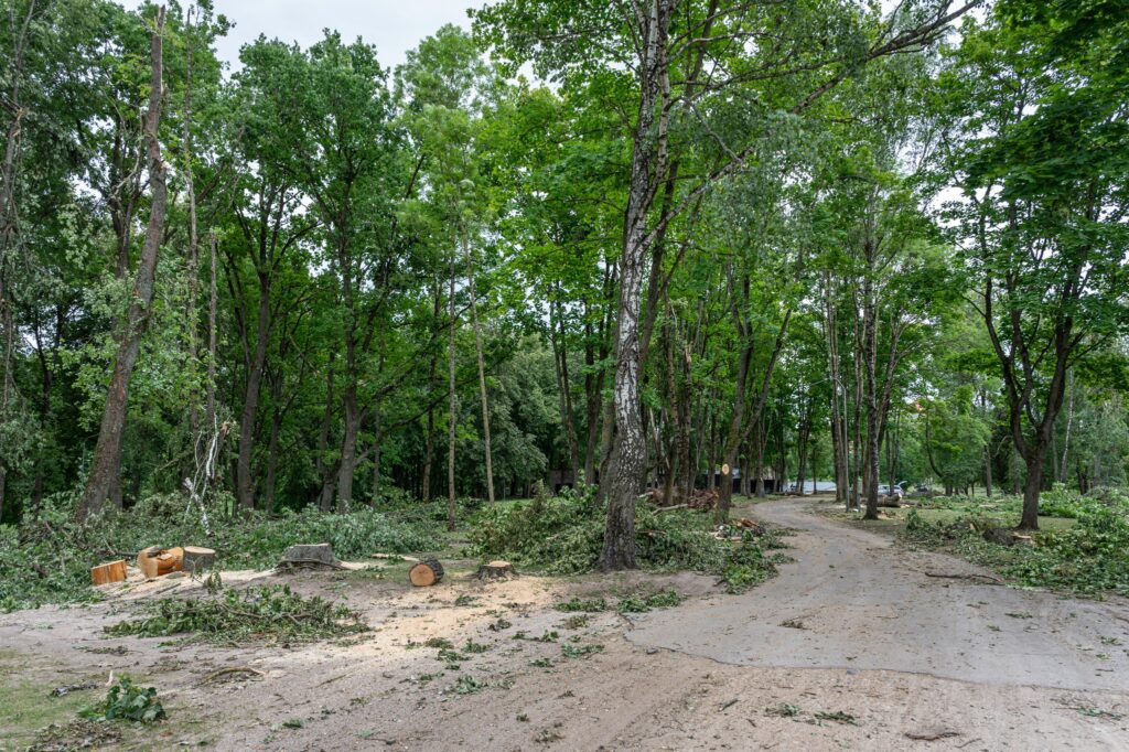 Autors: Andris Dūmiņš