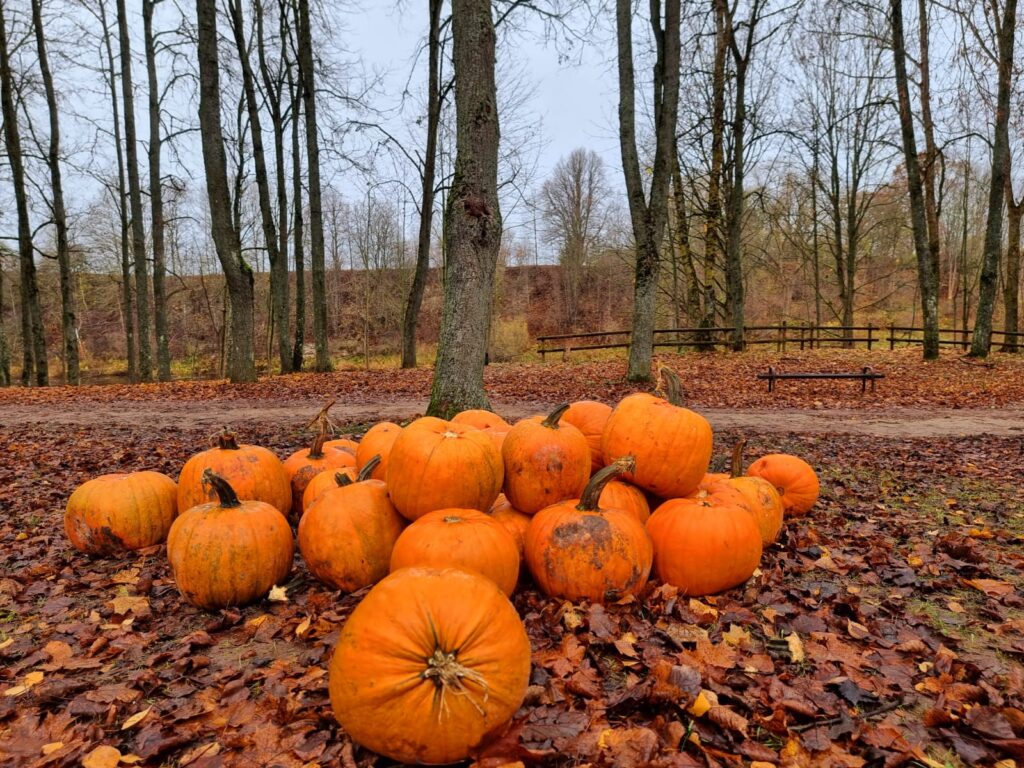 Autors: www.bauskasdzive.lv