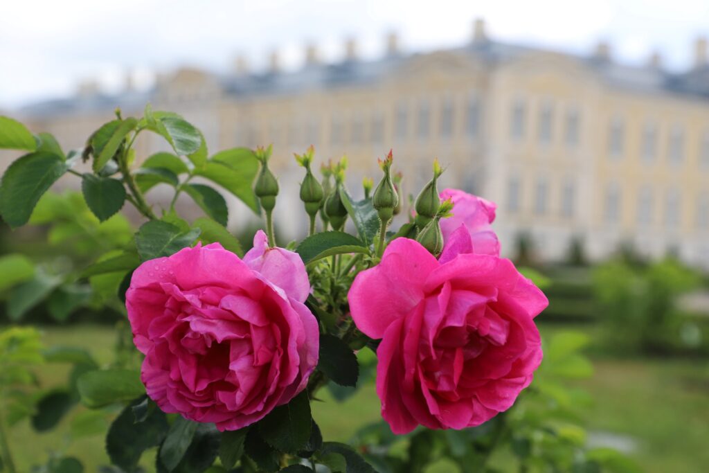 Autors: Rundāles pils muzejs