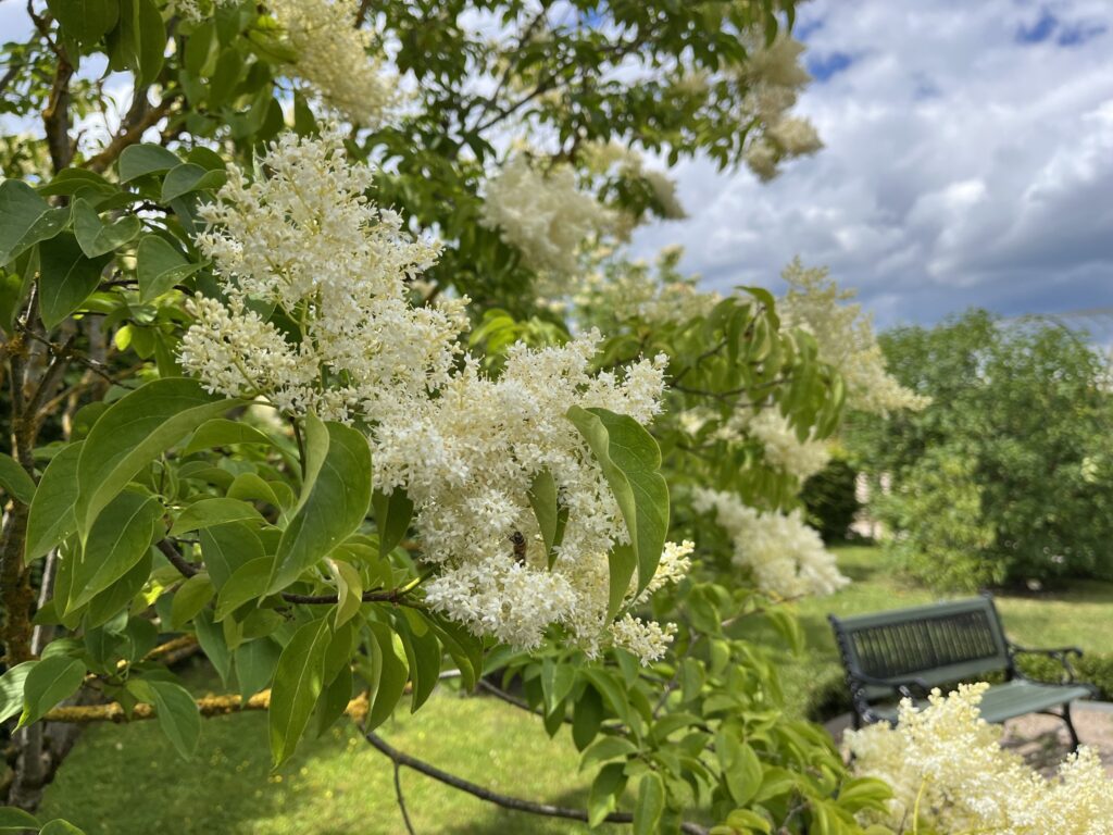 Autors: Rundāles pils muzejs