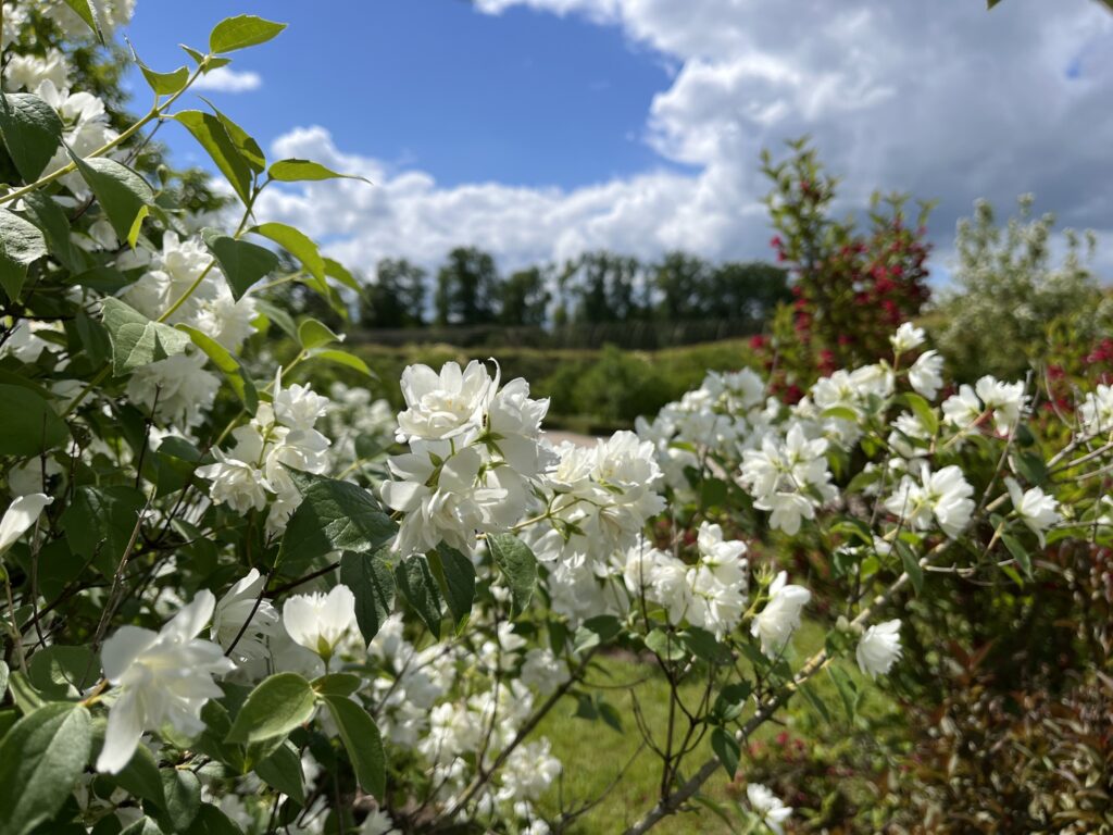 Autors: Rundāles pils muzejs