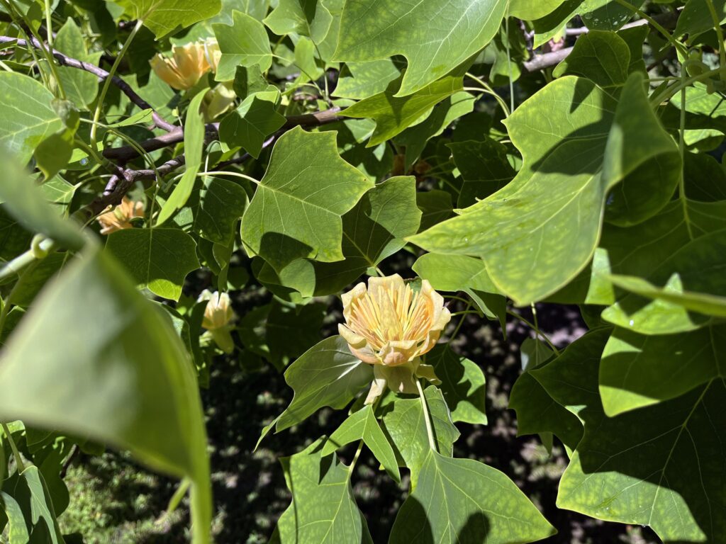 Autors: Rundāles pils muzejs