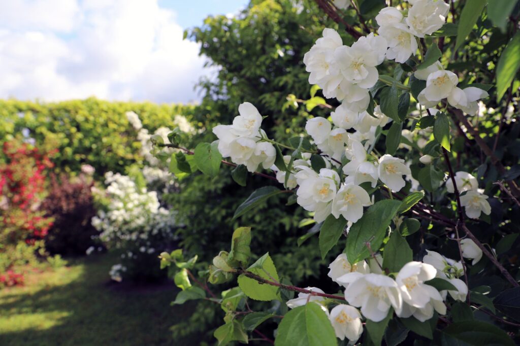 Autors: Rundāles pils muzejs