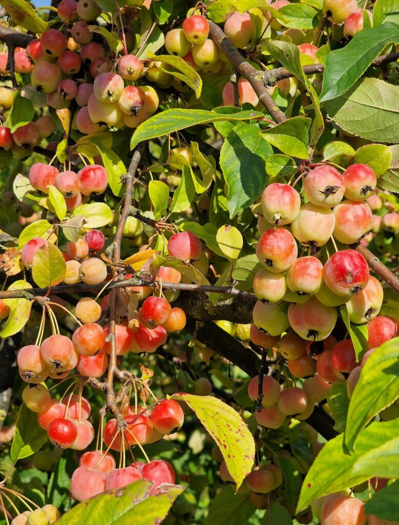 Autors: Ļena Brazjule