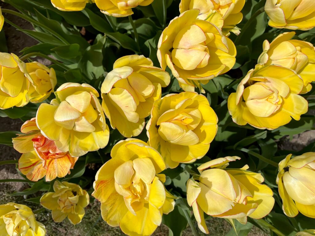 Autors: Publicitātes foto.