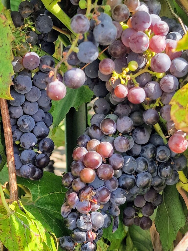 Autors: Ļena Brazjule