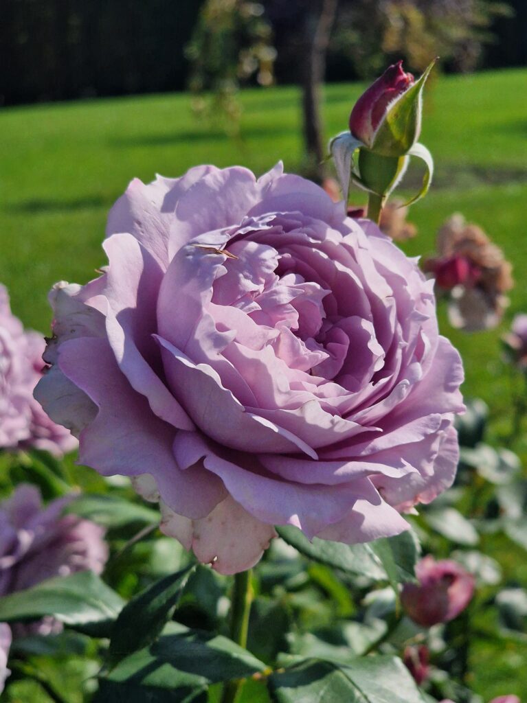 Autors: Ļena Brazjule