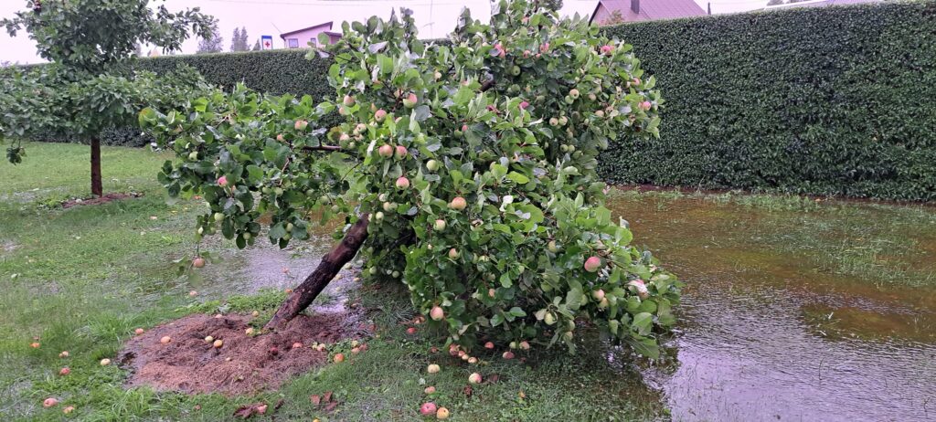 Autors: Aculiecinieka foto