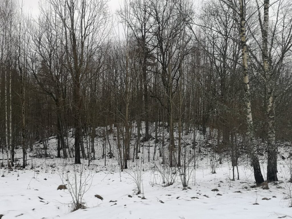 Šādus ar krūmiem apaugušos pilskalnus labāk ir apskatīt ziemā, jo tad var redzēt pilskalniem raksturīgo reljefu.
Autors: Vigo Leitholds, facebook.com