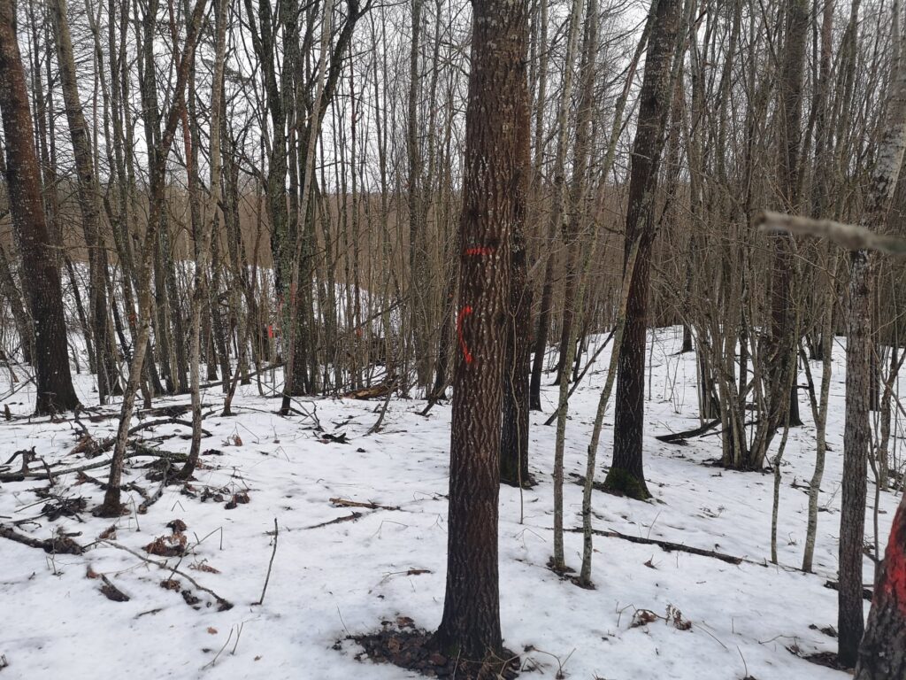 Par Vecumniekiem arheoloģiski ir zināms, ka senie zemgaļi pie Čigānu kalna ir mituši līdz 9.gs. Kādi ir tālākie vēstures notikumi šeit, par to vēsture klusē.
Autors: Vigo Leitholds, facebook.com