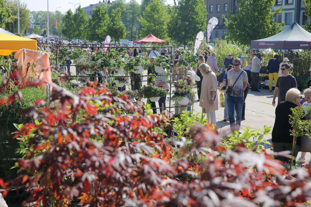 Aluksniesiem.lv raksta attēla aizvietotājs