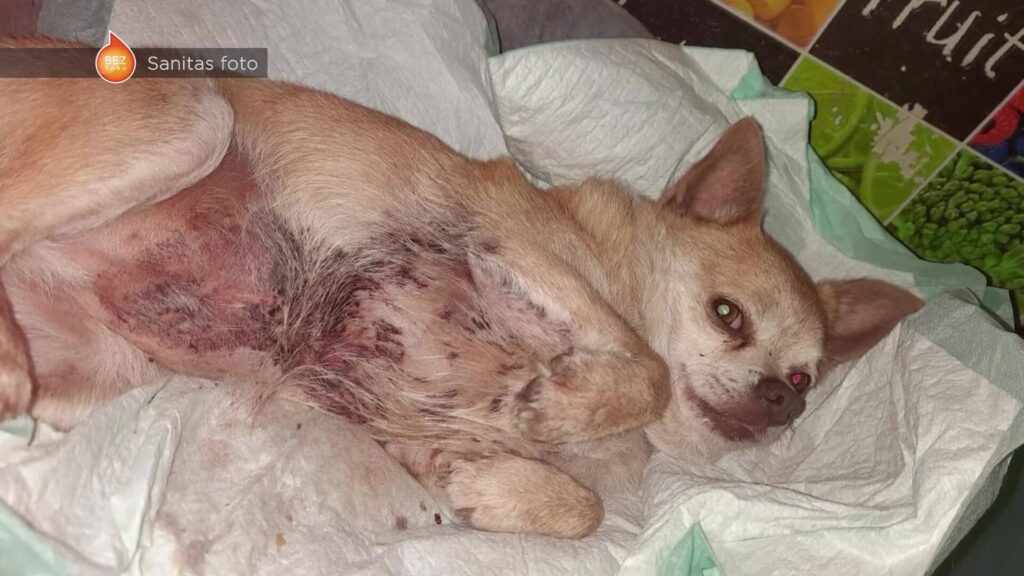 Aluksniesiem.lv raksta attēla aizvietotājs