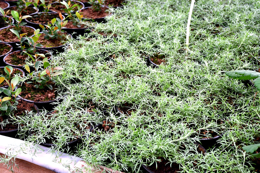 Viengadīgā ledainā vērmele, kas veido skaistu klājenisku paklājiņu, izrādās, ir pat ļoti ziemcietīga. Savukārt ložņu goltjēra ar lielajām sarkanajam ogām lieliski izskatīsies rudens kompozīcijās. 
Autors: Foto – Ivars Bogdanovs