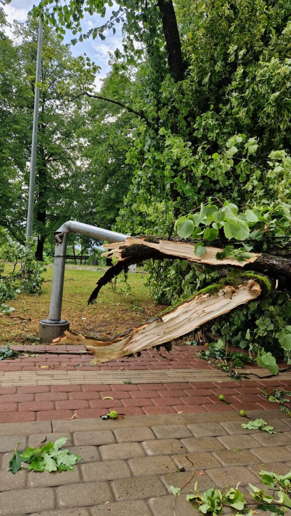 Autors: Vineta Šilberga