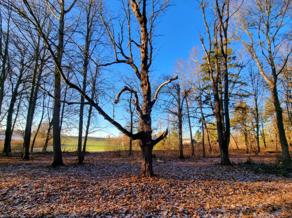 Autors: www.bauskasdzive.lv