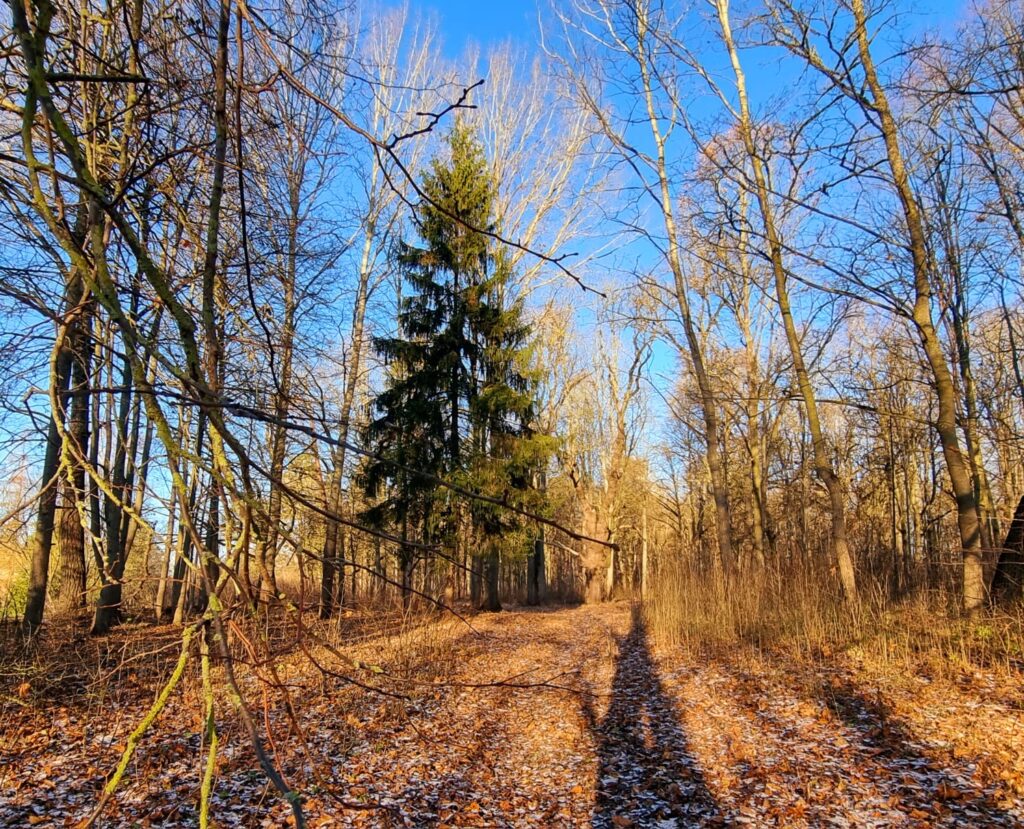 Autors: www.bauskasdzive.lv