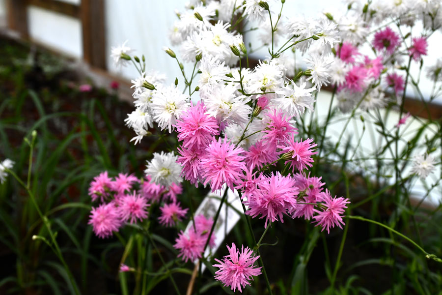 Pļavas spulgnaglene ‘Petit Henri’ ir daudzgadīga, rada labi zināmajai guntiņai. Nav cimperlīga, labi augs saulē, pusēnā. Kārtējais selekcionāru meistardarbs. 
Autors: Foto – Ivars Bogdanovs