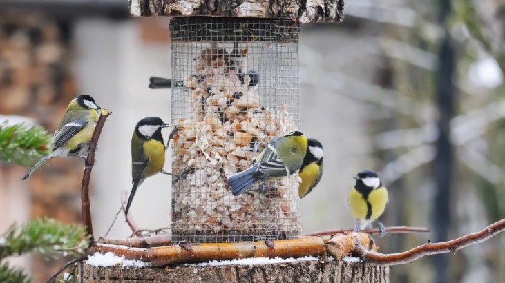 Aluksniesiem.lv raksta attēla aizvietotājs
