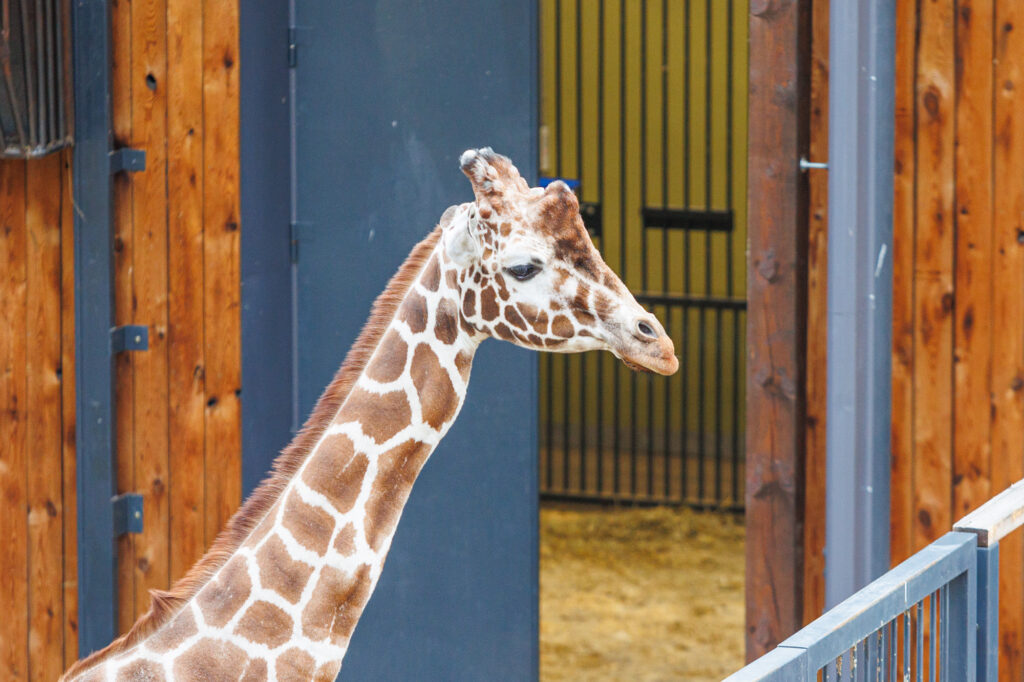 Autors: kaunas.kasvyksta.lt/R.Tenio