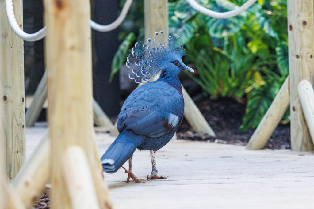 Autors: kaunas.kasvyksta.lt/R.Tenio