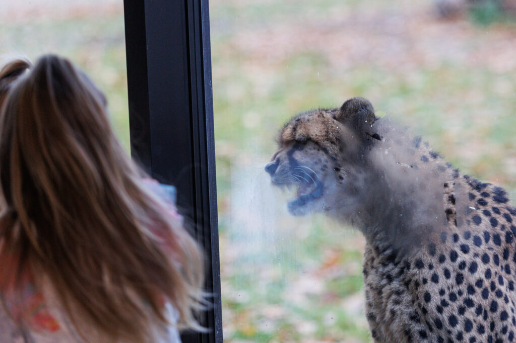 Autors: kaunas.kasvyksta.lt/R.Tenio