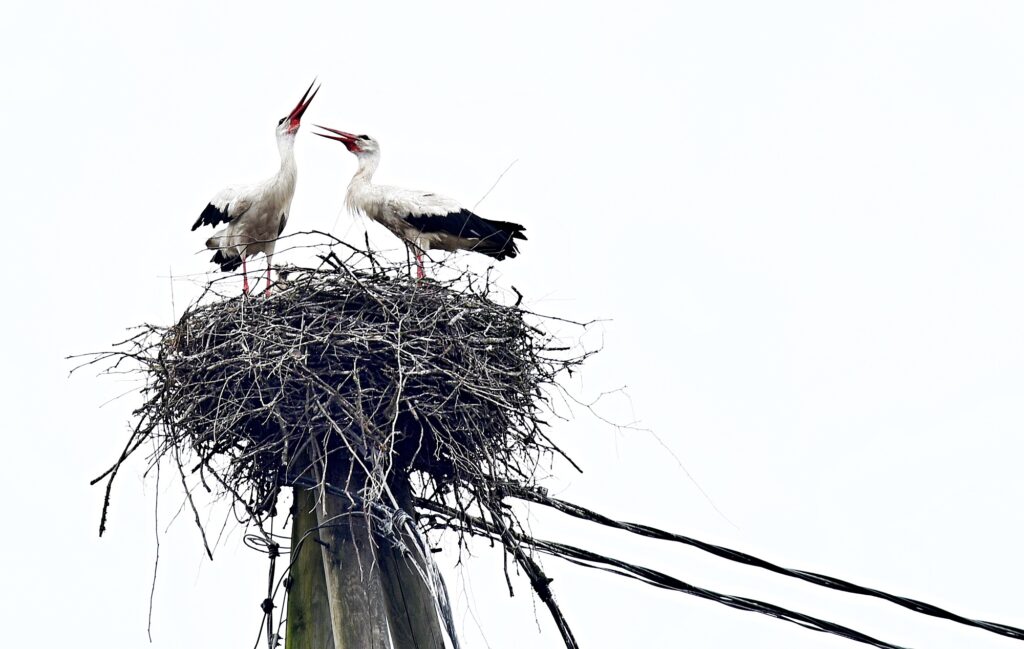 Autors: Uldis Varnevičs