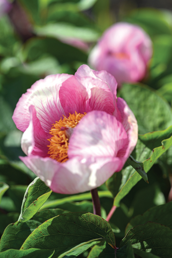 ‘Anika‘.
Autors: Foto no Elīnas Kilēvicas personiskā arhīva.