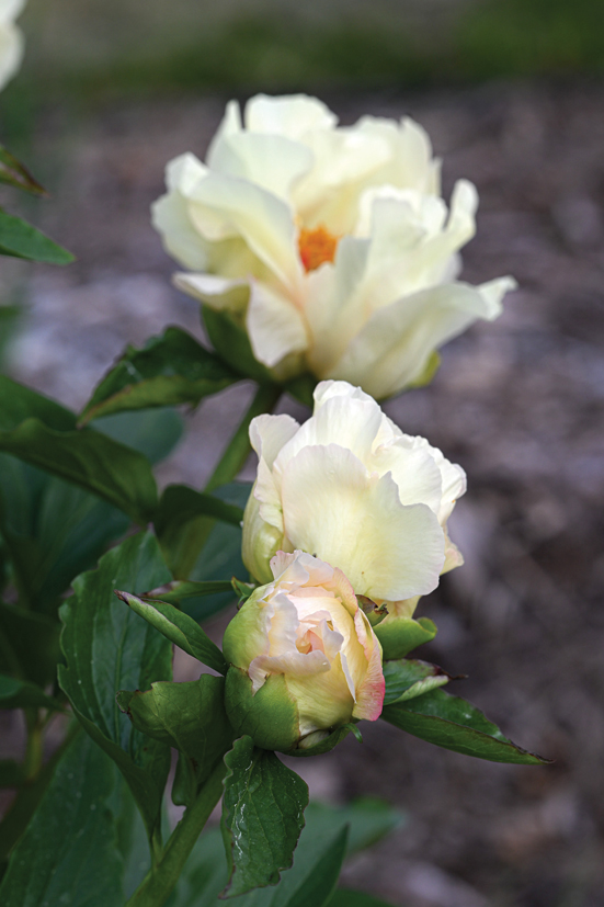 ‘Aureus‘.
Autors: Foto no Elīnas Kilēvicas personiskā arhīva.