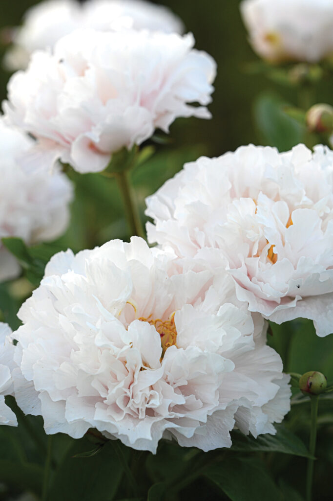 Pieejama, taču vērtīga šķirne ir ‘Blushing Princess’.  Ļoti spēcīgi un stingri krūmi, nevajag balstīt. Puspildīti ziedi ar garšīgu toni. Blāvi rozā pāriet baltās ziedlapās, radot ilūziju, ka ziedi ir pildīti. 

Autors: Foto no Elīnas Kilēvicas personiskā arhīva.