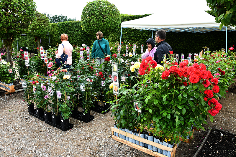 Autors: Ivars Bogdanovs