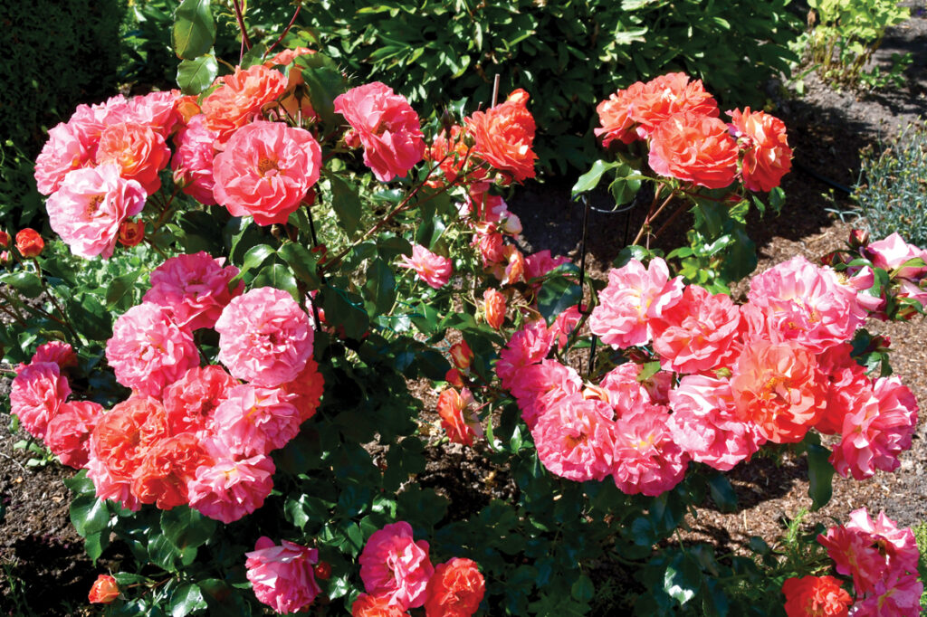 Krūmrozes ‘Domaine Saint Jacques Couloubrier’ nosaukums tikpat sarežģīts kā tās krāsa. Izzied spilgti oranža, bet pēc tam iekrāsojas rozā.  
Autors: Foto – Ivars Bogdanovs